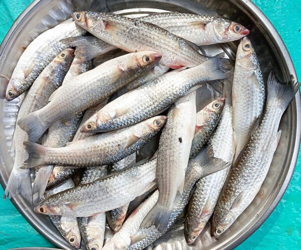 Cutting Fresh Bata Pona Fish – Cleaned & Ready to Cook - Image 4