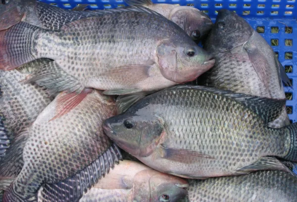Cutting Fresh Local Tilapia Fish