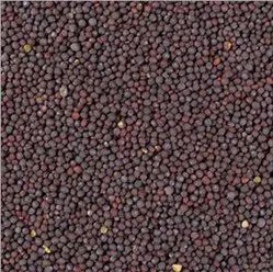 Sarso 100g